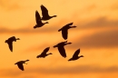 Sunset silhouetted Pink footed Geese 2. Oct. '19.