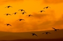 Sunset silhouetted Pink footed Geese. Oct. '19.