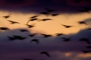 Sunset silhouetted Pink footed Geese Abstract. Oct. '19.