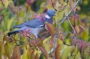 Wood Pigeon in tree. Nov. '19.