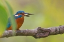 Female Kingfisher with fish,thru leaves 1. Nov. '19.