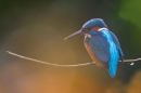 Autumnal female Kingfisher 3. Nov. '19.