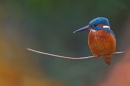 Autumnal female Kingfisher 2. Nov. '19.