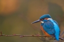 Autumnal female Kingfisher 1. Nov. '19.