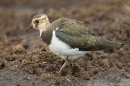 Peewit fluffed out,feeding. June '20.