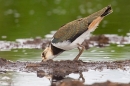 Peewit feeding at pools. June '20.