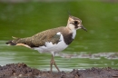 Peewit at green pool. June '20.