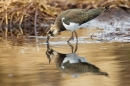 Peewit feeding in pool and reflection. June '20.