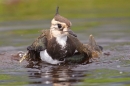 Peewit bathing 2. June '20.