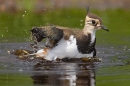 Peewit bathing 1. June '20.