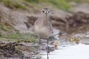 Grey Plover facing at edge of pool. Sept. '20.