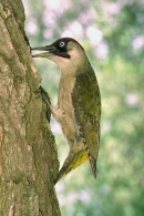 Green Woodpecker at nest site.
