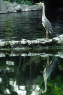 Heron and reflection.