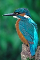 Male Kingfisher.