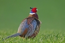 Cock Pheasant. Apr. '21.