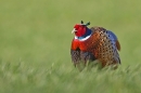 Cock Pheasant ruffled up. Apr. '21.