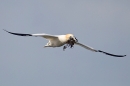Northern Gannet in flight with seaweed nesting. Apr. '21.