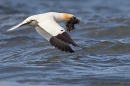 Northern Gannet taking off with seaweed nesting. Apr. '21.