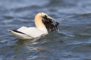 Northern Gannet with seaweed nesting. Apr. '21.