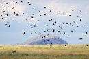 Belhaven Starlings and Bass Rock. Aug. '22.