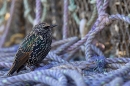 Starling and harbour ropes. Sep. '22.