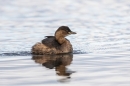 Dabchick. Feb. '23.