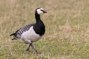 Barnacle Goose. Feb. '23.