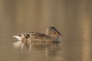 Female Mallard. Mar. '23.