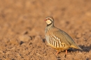 Red legged Partridge. Apr. '23.