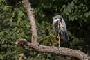 Heron in tree,scratching.