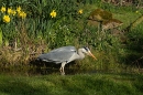 Grey Heron catches Common/Smooth Newt. Apr. '23.