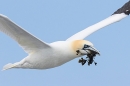 Gannet in flight with seaweed 2. Apr. '23.