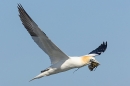 Gannet in flight with seaweed 1. Apr. '23.