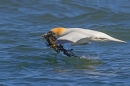 Arty farty Gannet takes off with seaweed. Apr. '23.