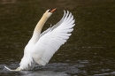 Mute Swan rearing up. Apr. '23.