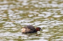 Little Grebe. May. '23