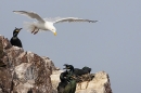 Herring Gull flies over shags. May. '23.