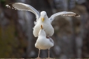 Herring Gulls mating. May. '23.