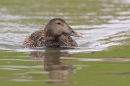 Female Eider duck. May. '23.