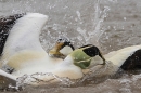 Male Eider ducks fighting. May. '23.