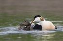 Male and female Eider ducks courting. May. '23.