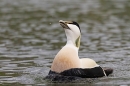 Male Eider duck display. May. '23.