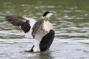 Male Eider duck rearing up 1. May. '23.