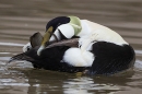 Male Eider duck preening. May. '23.