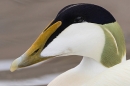 Male Eider duck portrait. May. '23.