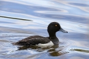 Male Tufted duck. May. '23.