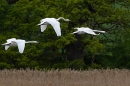 3 Mute Swans in flight. May. '23.