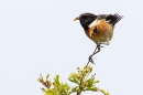 Male Stonechat with grub 2. May. '23.