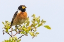 Male Stonechat with grub 1. May. '23.