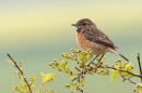 Female Stonechat on hawthorn. May. '23.